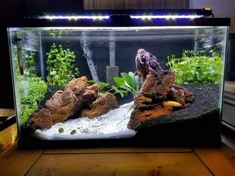 10 gallon aquarium fish ideas|10 gallon freshwater fish suggestions.